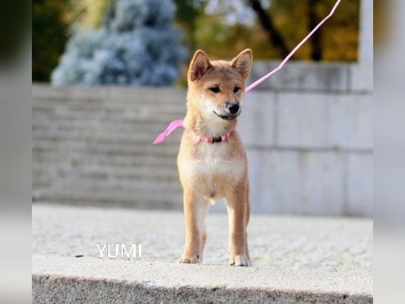 YUMI /Hündin vom Typ „Kitsune-gao“