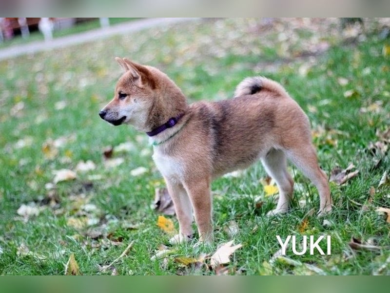 würdevoll YUKI/   Rüde