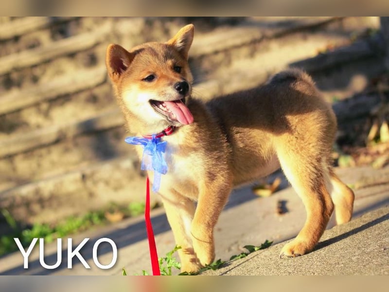 YUKO – eine süße Hündin der Rasse SHIBA INU