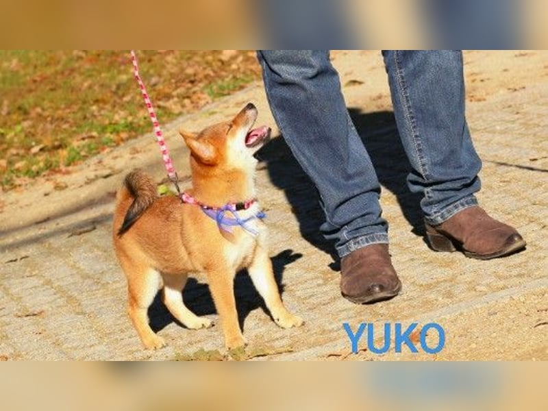 YUKO – eine süße Hündin der Rasse SHIBA INU