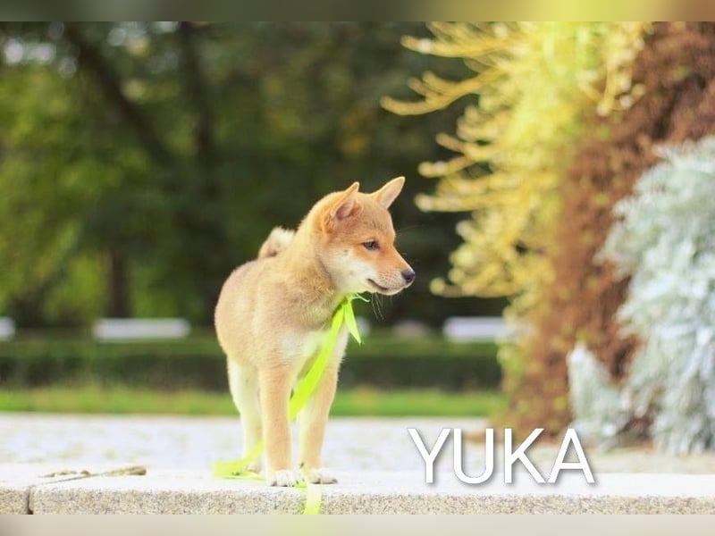 Wunderschöne Shiba-Inu-Welpen mit rotem Fell