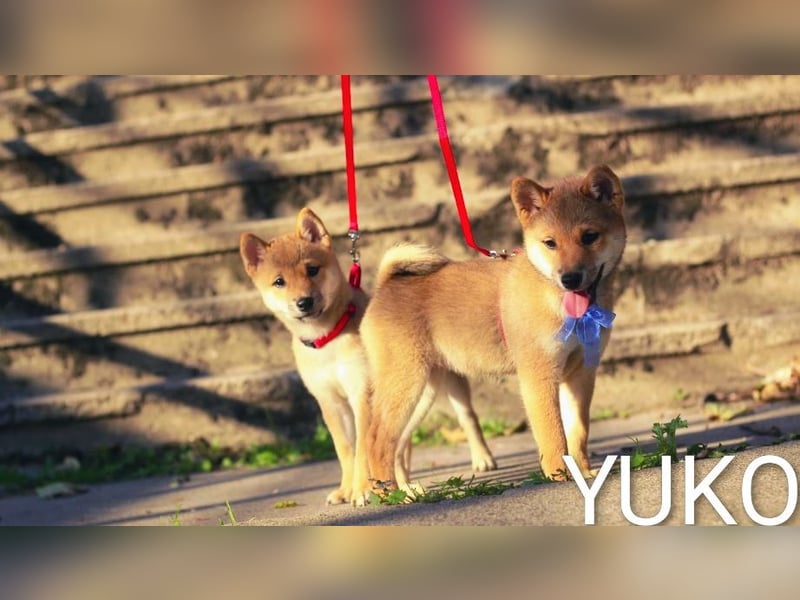 YUKO – eine süße Hündin der Rasse SHIBA INU