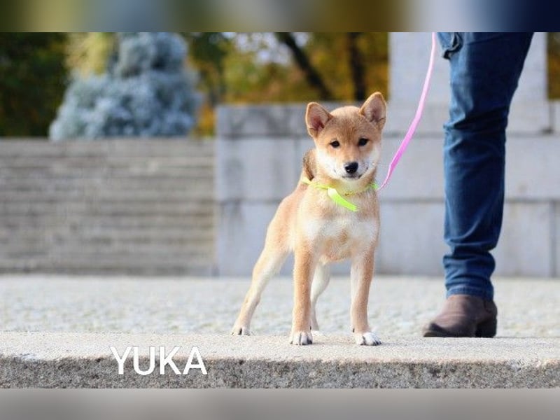 YUKA vom Typ „Kitsune-gao“