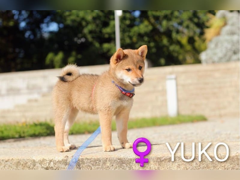 YUKO – eine süße Hündin der Rasse SHIBA INU