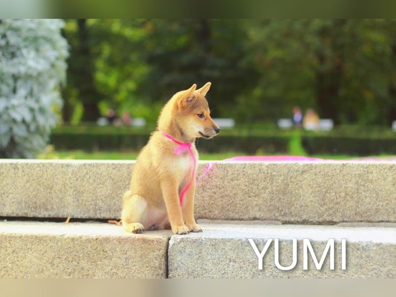 Wunderschöne Shiba-Inu-Welpen mit rotem Fell