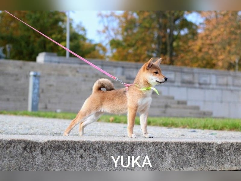 YUKA vom Typ „Kitsune-gao“