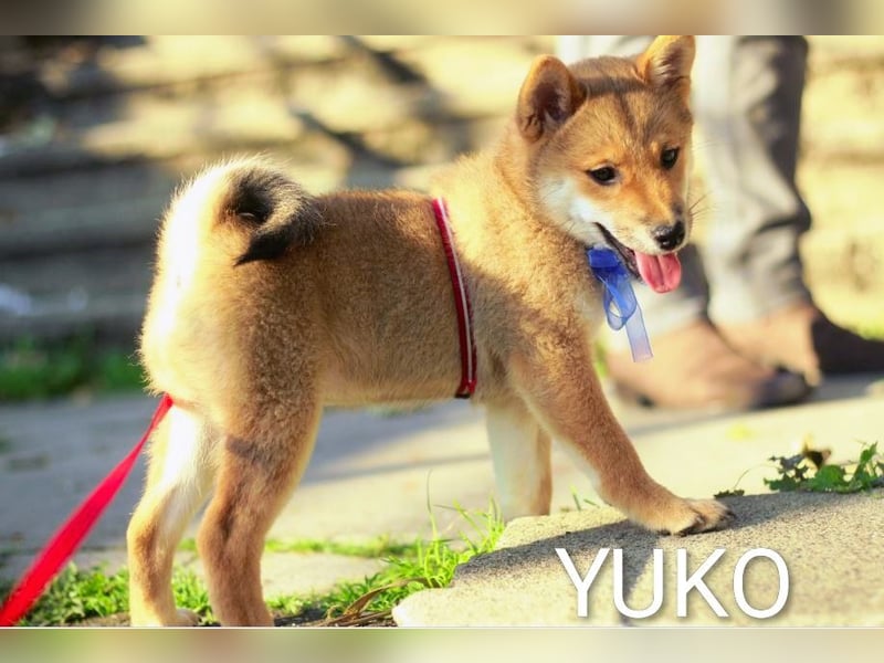 YUKO – eine süße Hündin der Rasse SHIBA INU