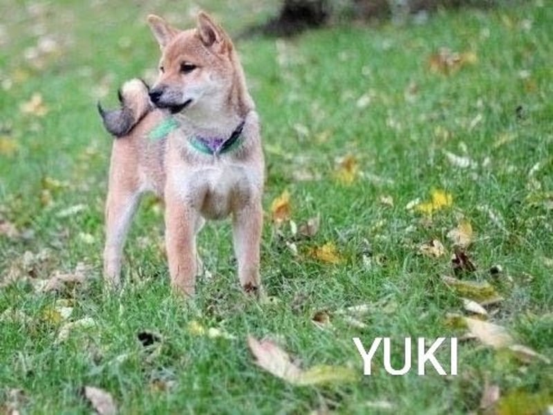 würdevoll YUKI/   Rüde
