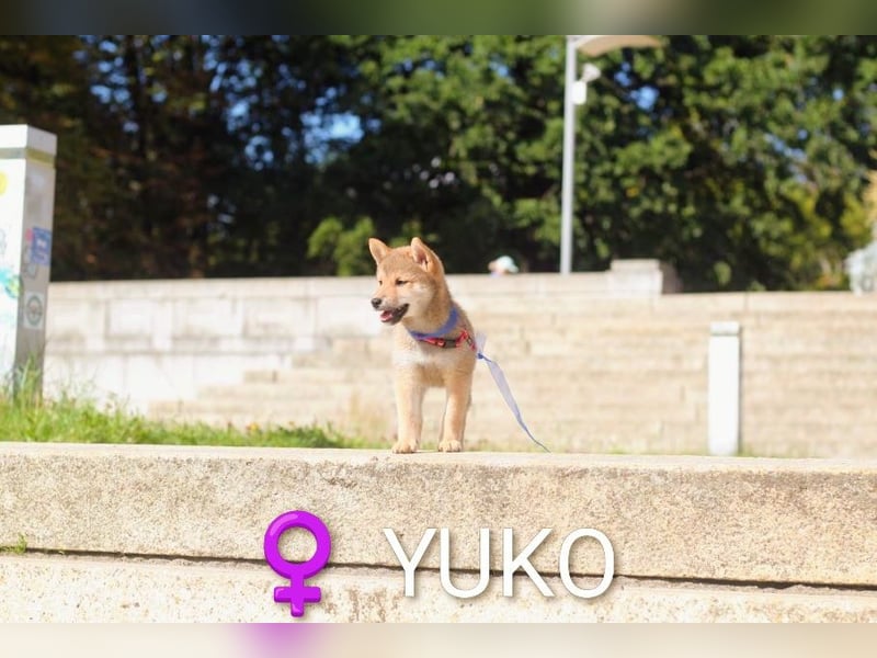 YUKO – eine süße Hündin der Rasse SHIBA INU