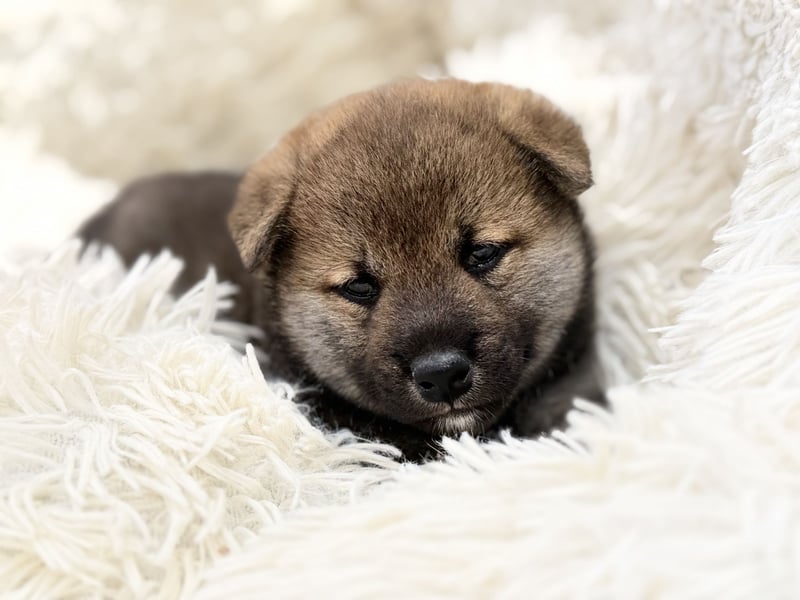 Shiba Inu Welpen Sesamfarbe- FCI-Stammbaum