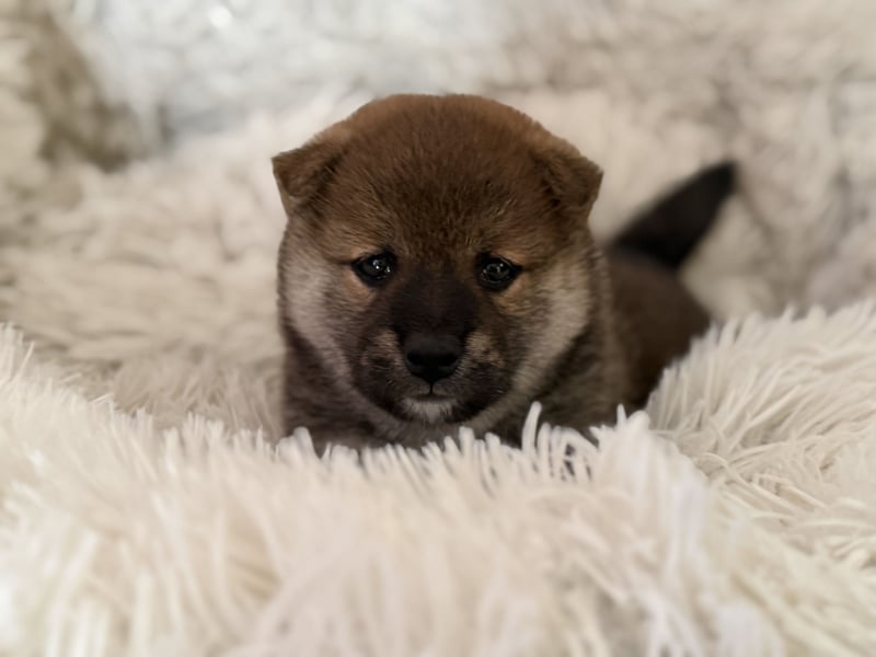 Shiba Inu Welpen Sesamfarbe- FCI-Stammbaum