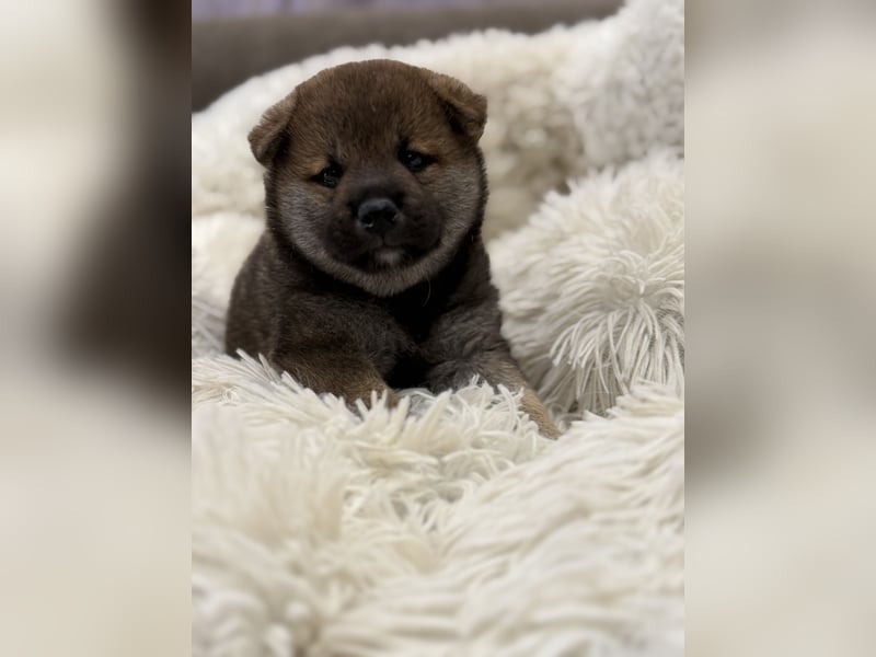 Shiba Inu Welpen Sesamfarbe- FCI-Stammbaum
