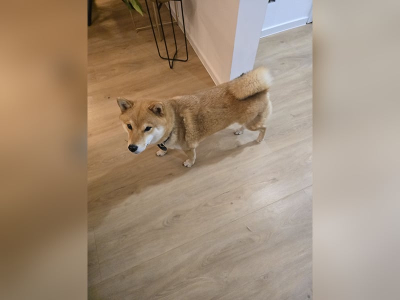Shiba Inu Hündin Kira mit FCI-Ahnentafel sucht liebevolles Zuhause