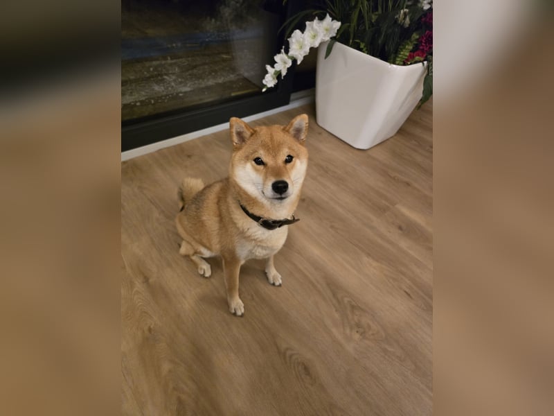 Shiba Inu Hündin Kira mit FCI-Ahnentafel sucht liebevolles Zuhause