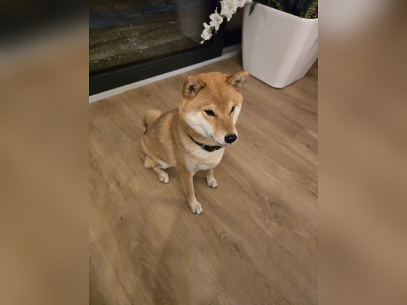 Shiba Inu Hündin Kira mit FCI-Ahnentafel sucht liebevolles Zuhause