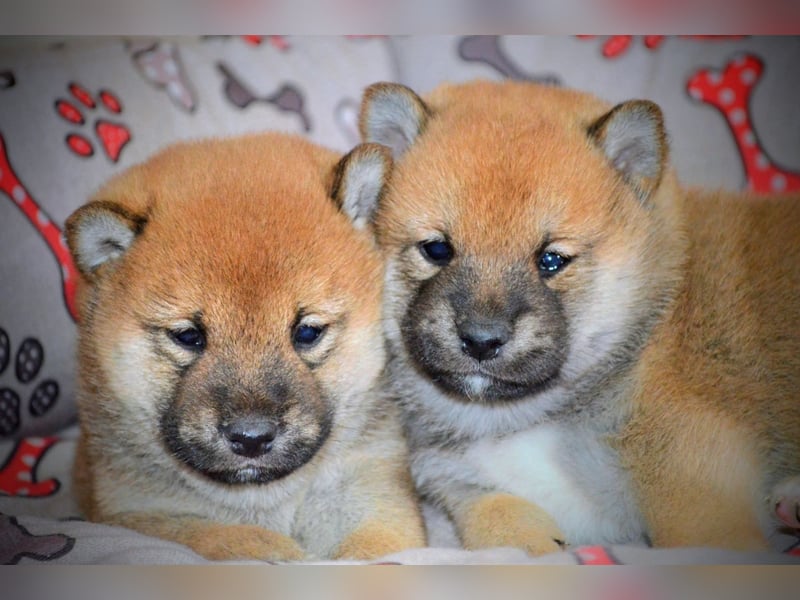 Shiba Inu Welpen