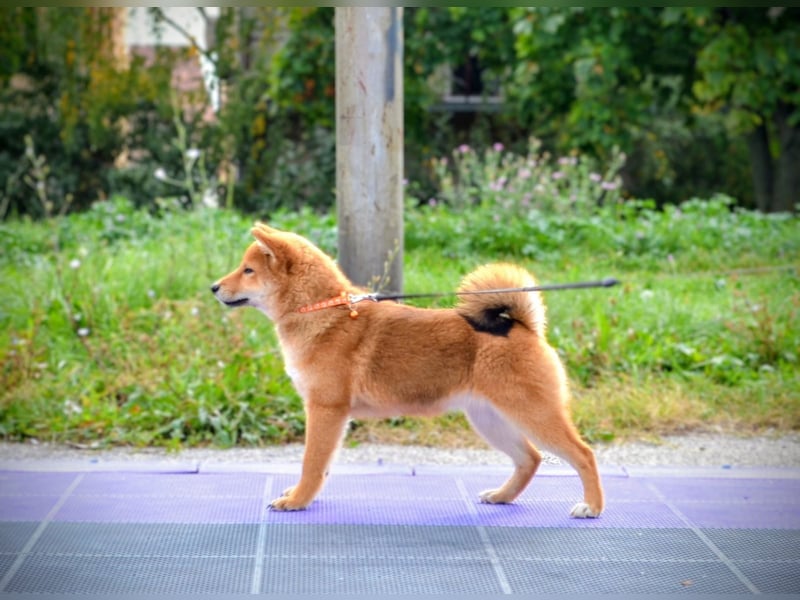 Shiba Inu Welpen