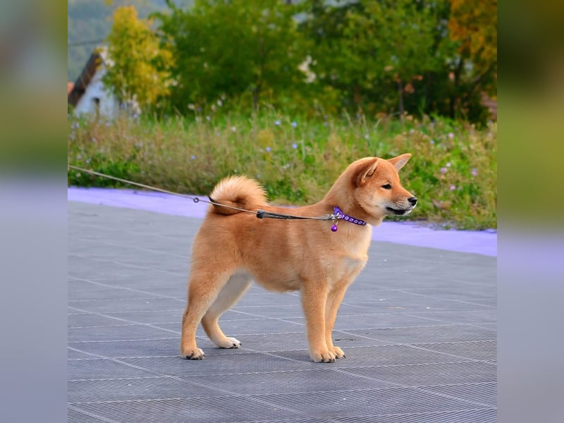 Shiba Inu Welpen