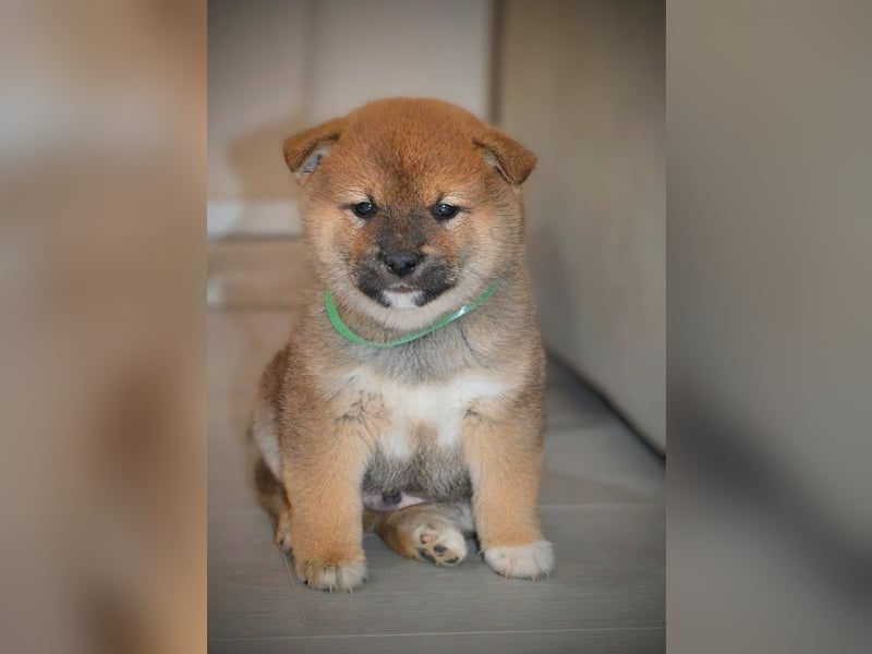 Shiba Inu Welpen