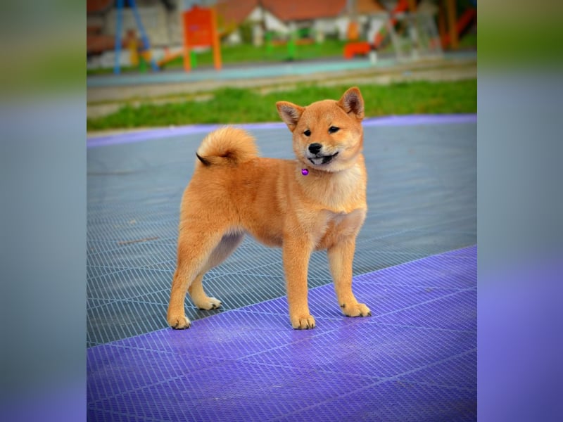 Shiba Inu Welpen