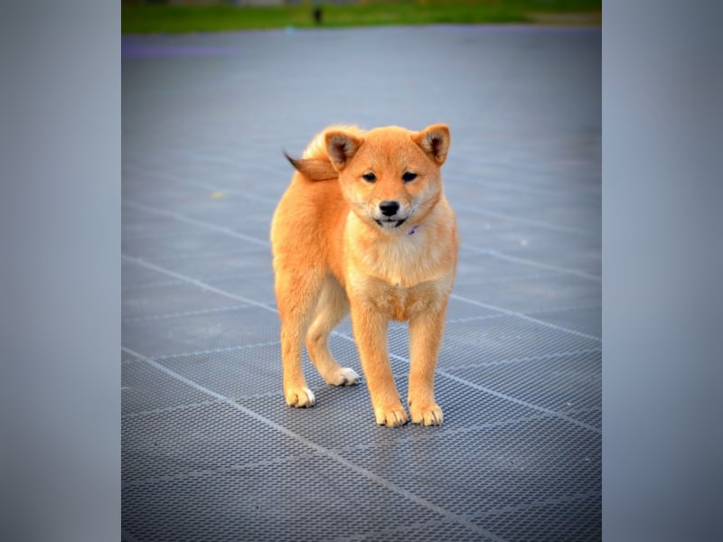 Shiba Inu Welpen