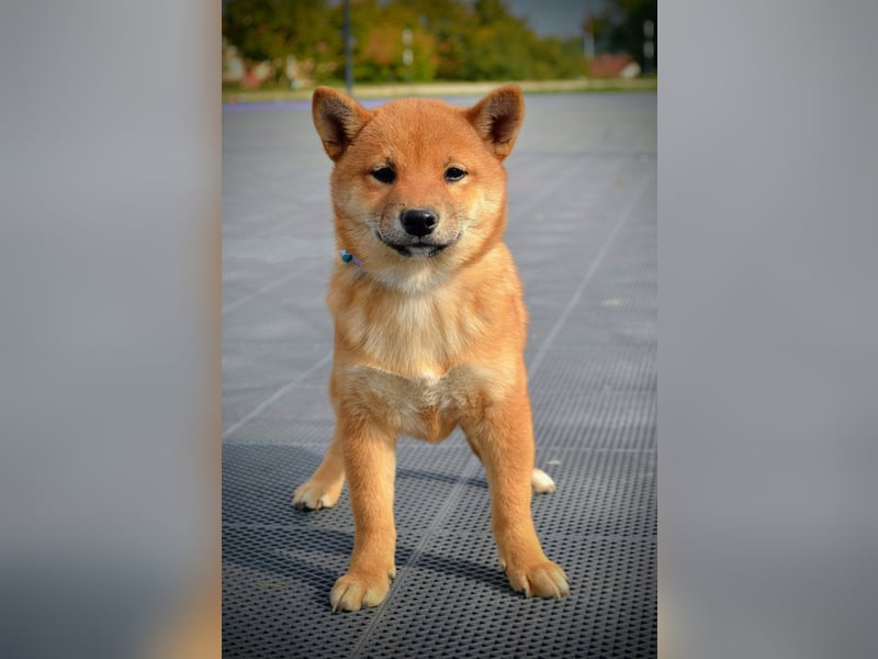 Shiba Inu Welpen