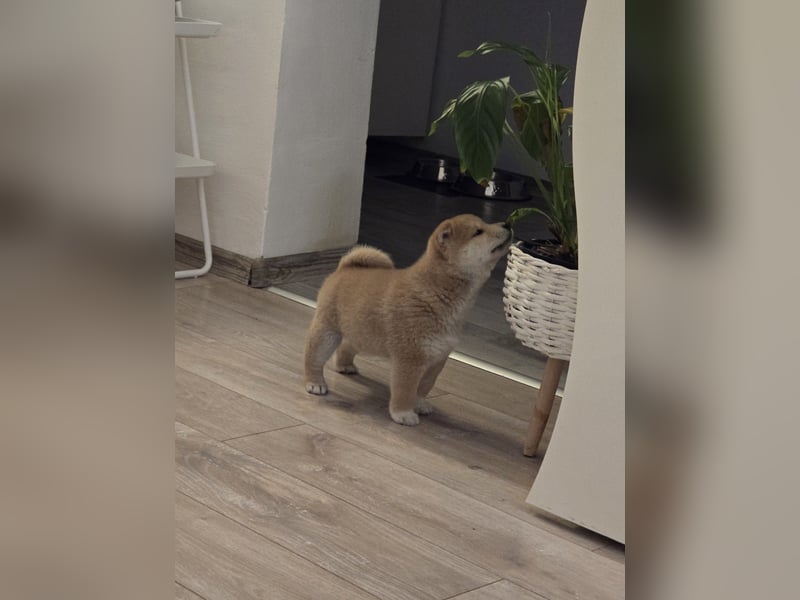 Shiba Inu-Welpen