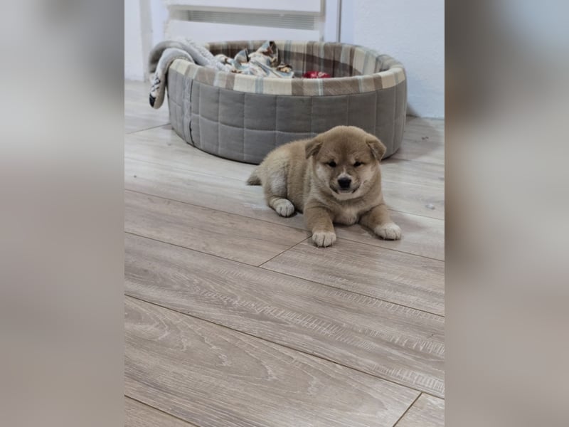 Shiba Inu-Welpen