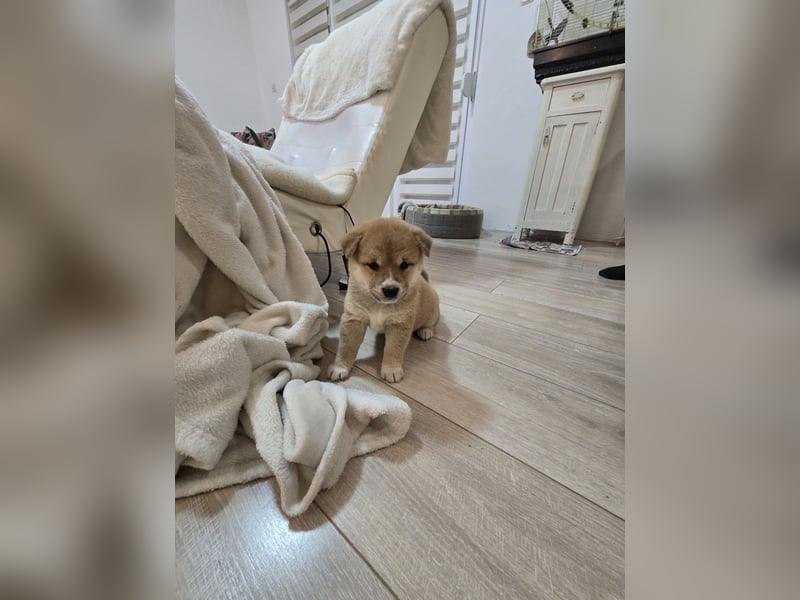 Shiba Inu-Welpen