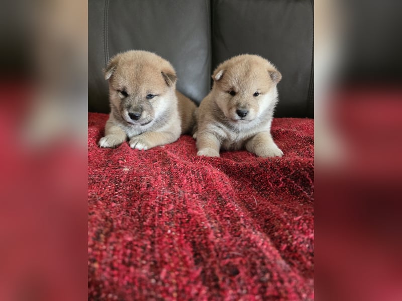 Shiba Inu-Welpen