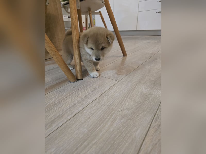 Shiba Inu-Welpen