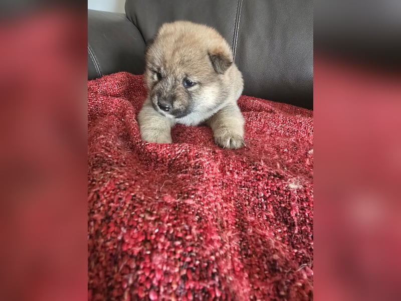 Shiba Inu-Welpen