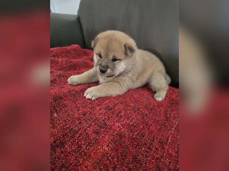 Shiba Inu-Welpen