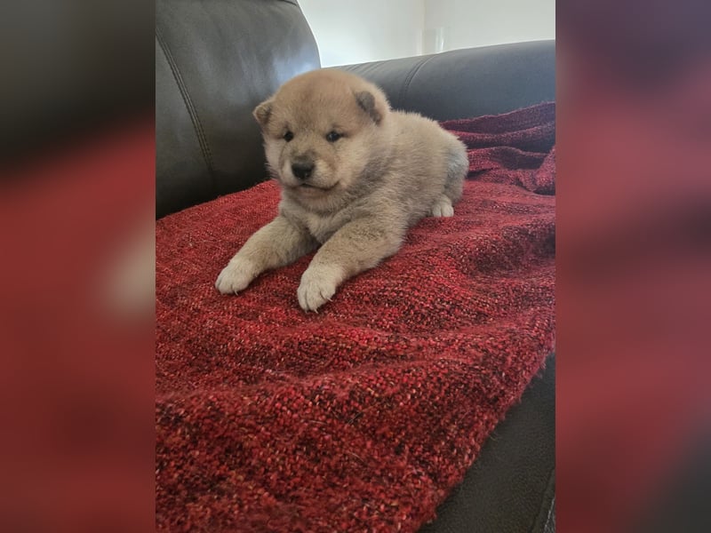 Shiba Inu-Welpen