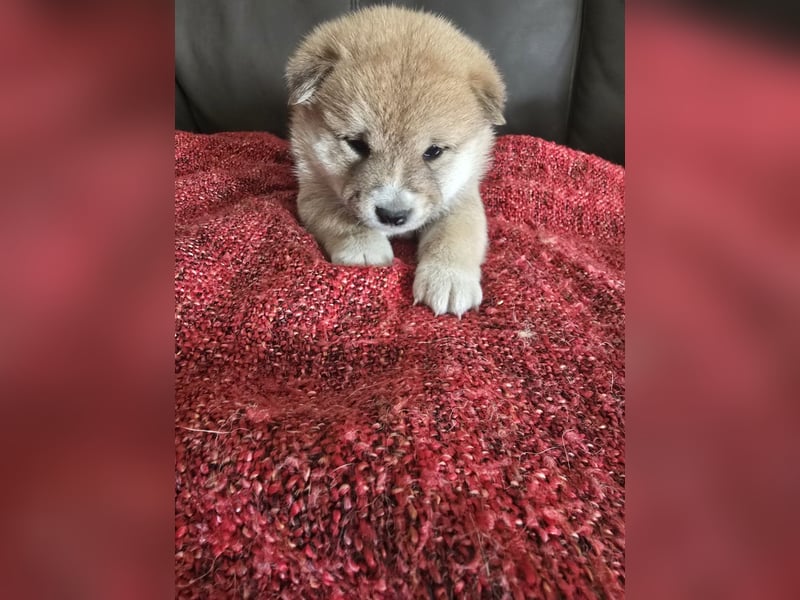 Shiba Inu-Welpen