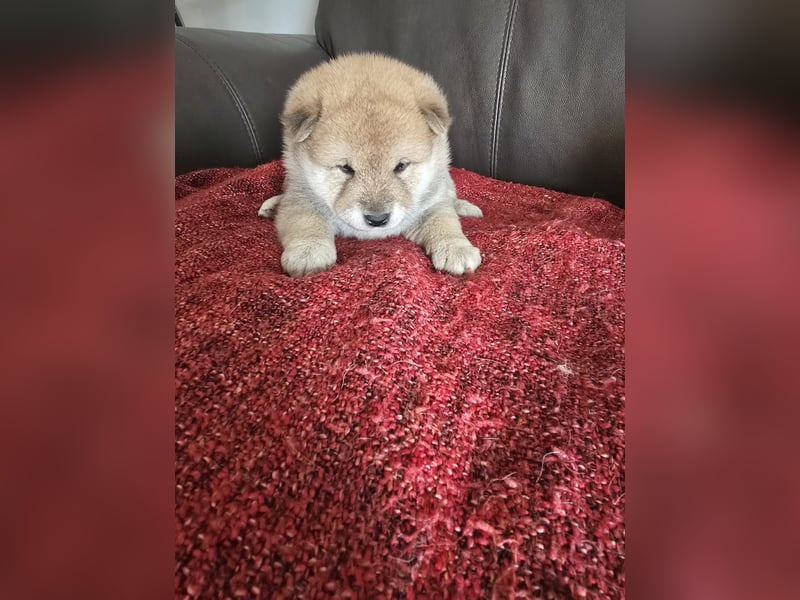 Shiba Inu-Welpen