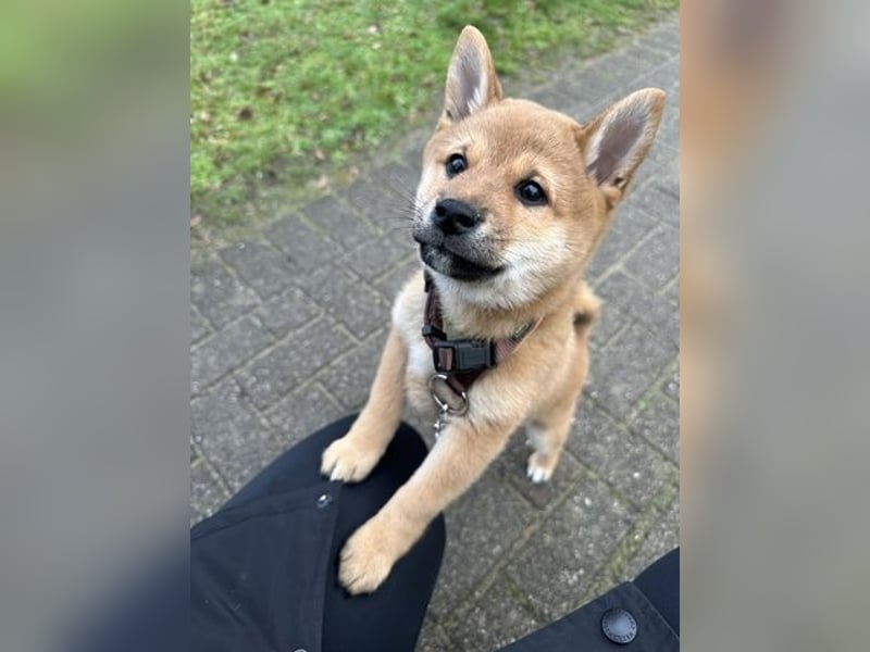 Shiba inu  Hündin – geimpft, entwurmt, gechipt, mit EU-Heimtierausweis
