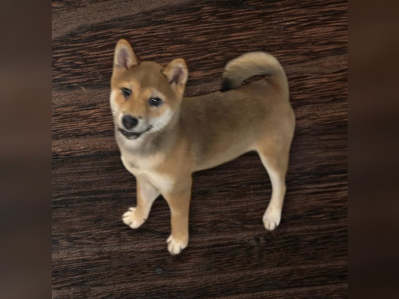 Roka -BR, junge Shiba Hündin sucht nach der perfekten Familie