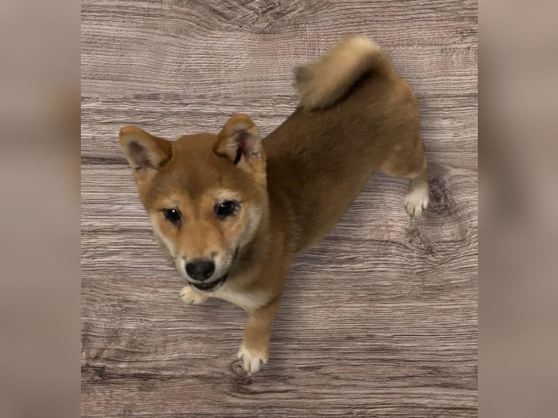 Roka -BR, junge Shiba Hündin sucht nach der perfekten Familie