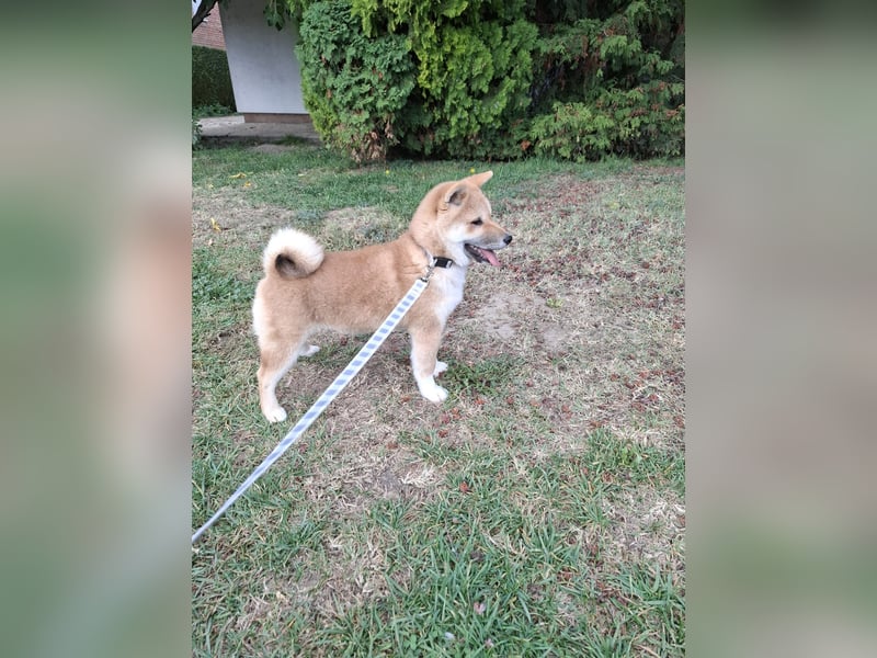 3 Reinrassige Shiba Inu Welpen (mit Ahnentafel)-Warteliste vorhanden 