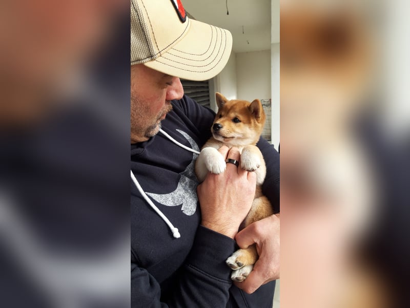 3 Reinrassige Shiba Inu Welpen (mit Ahnentafel)-Warteliste vorhanden 