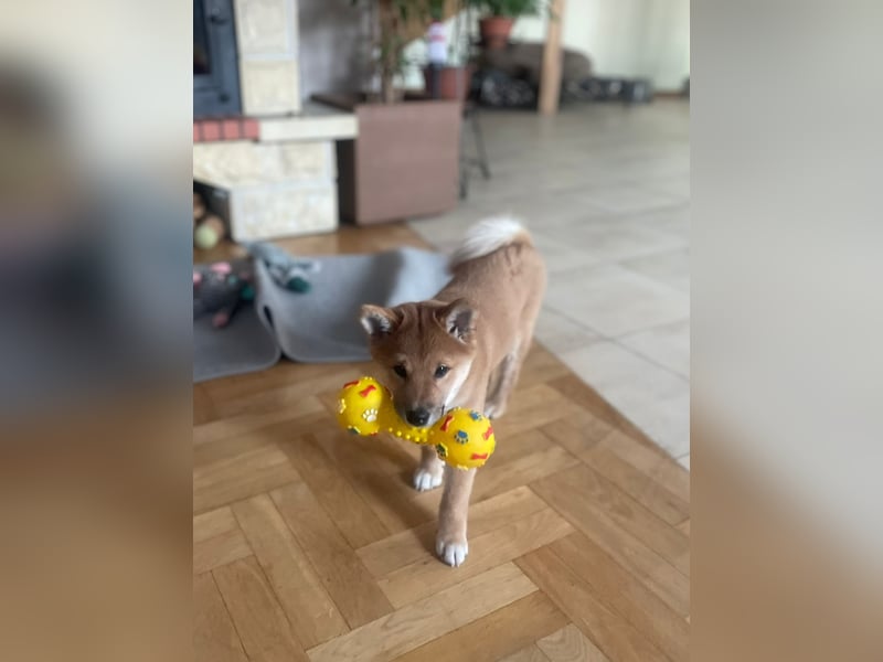 Süßer kleiner Yoshi