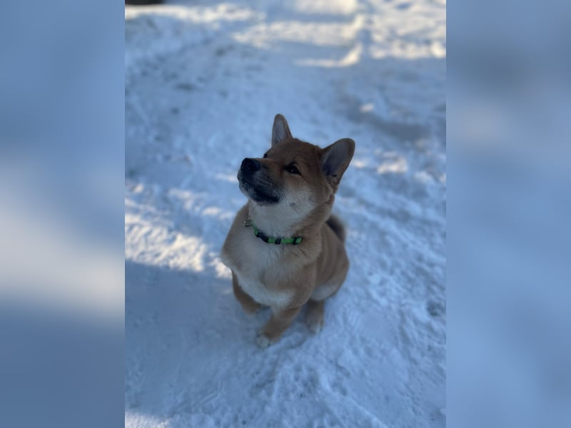 Süßer kleiner Yoshi