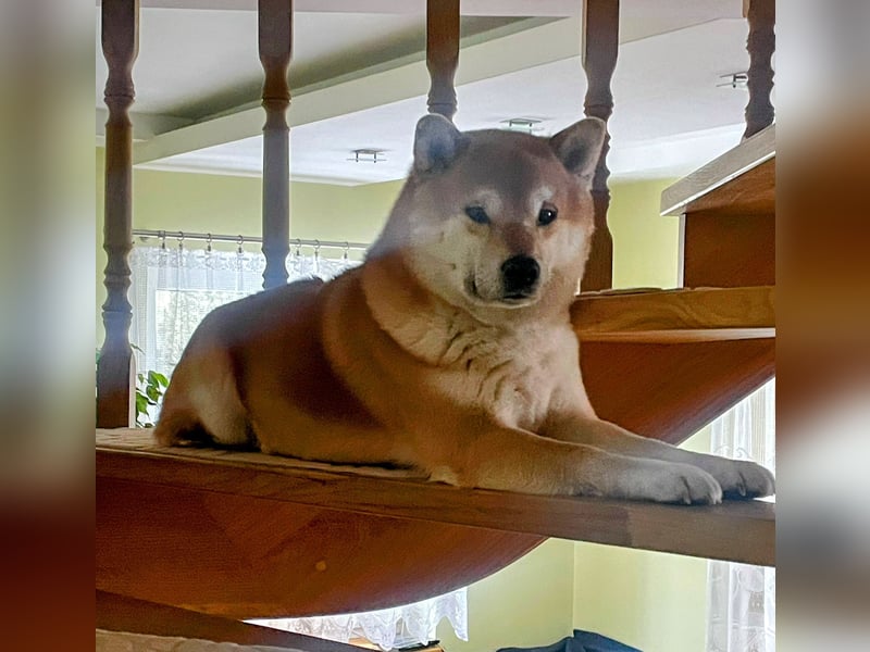 Süßer kleiner Yoshi