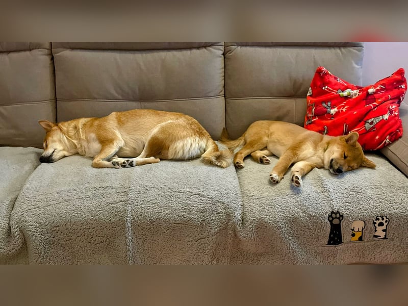 Süßer kleiner Yoshi