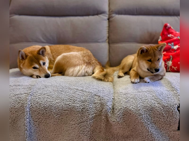 Süßer kleiner Yoshi