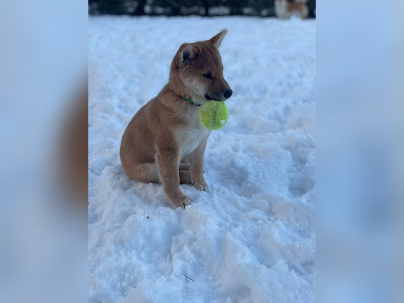 Süßer kleiner Yoshi