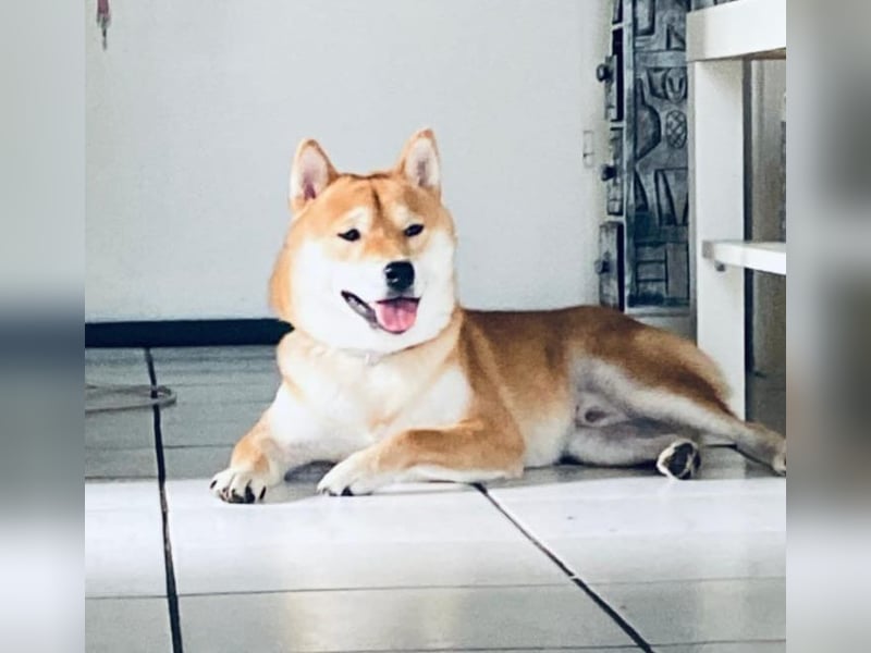 Sehr schöner reinrassiger junger Shiba Inu Rüde