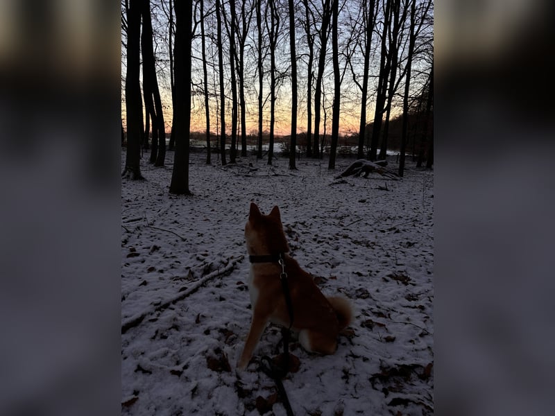 Reinrassiger Shiba Inu Rüde