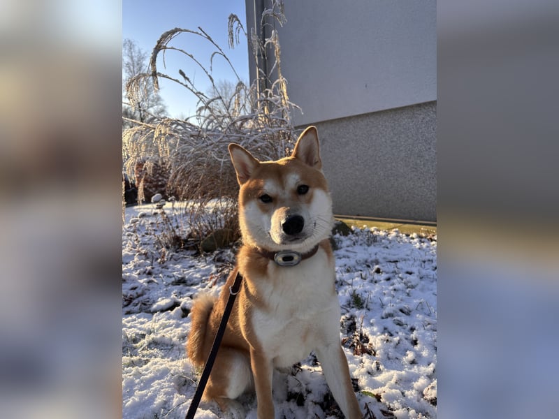 Reinrassiger Shiba Inu Rüde